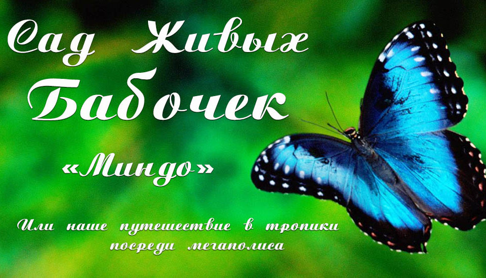 Сад живых бабочек"Миндо" Хабаровск